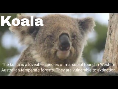 Meet the cute and cuddly Koala | Marsupial | Australia | Koala babies