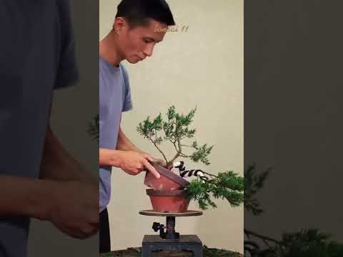 Video cách làm chậu cây bonsai mini đơn giản #caycanh... - youtube