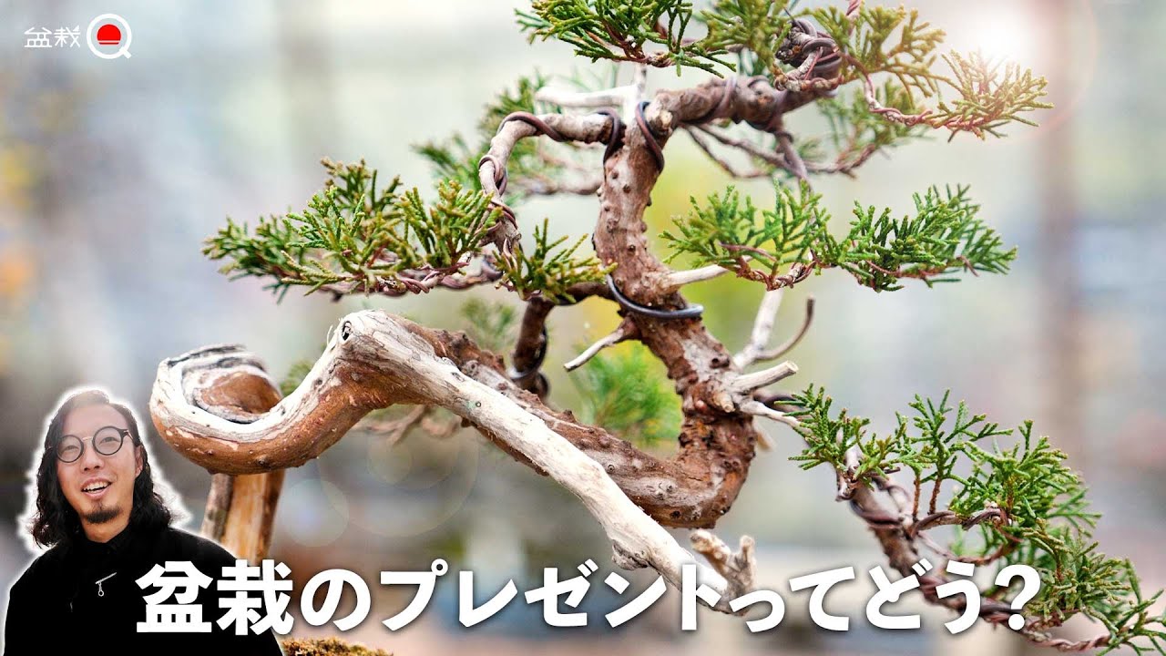気になる盆栽ございましたらコメントお願いします What do you think about giving a bonsai as a gift? The results of