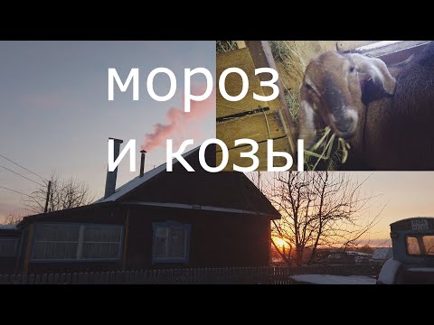 Жизнь в рязанской глубинке. Морозы  и как живут козы зимой.