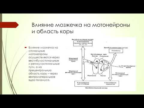 Физиология мозжечка (Жаркова ОС102)