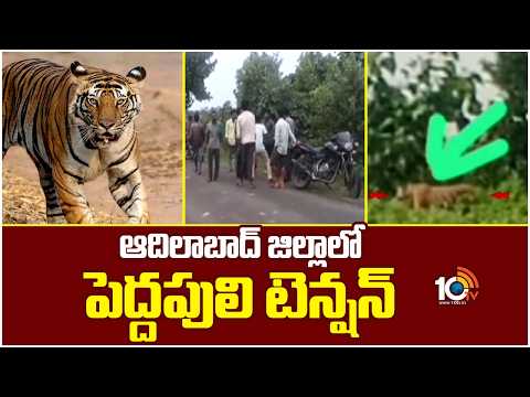 Tiger Hulchal At Adilabad District | ఆదిలాబాద్ జిల్లాలో పెద్దపులి టెన్షన్ | 10TV - 10TVNEWSTELUGU