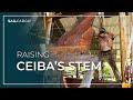 Raising CEIBA's Stem - SAILCARGO INC.