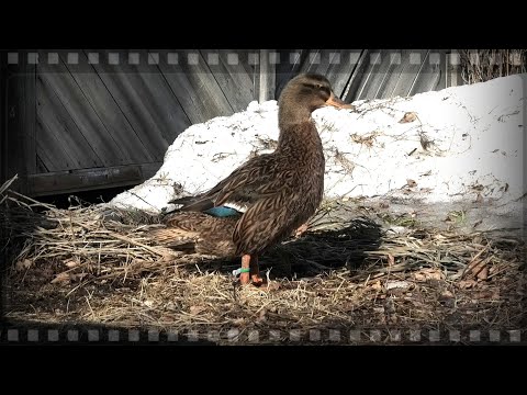 Весенняя охота на селезня и подготовка подсадной утки к ней.