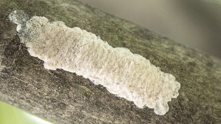 N.J. urging residents to seek and destroy spotted lanternfly eggs