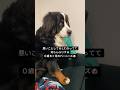 知らんぷりする0歳6ヶ月のバーニーズ #バーニーズマウンテンドッグ #大型犬 #0歳6ヶ月
