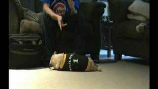 Mulder The Pug Doing Her Tricks