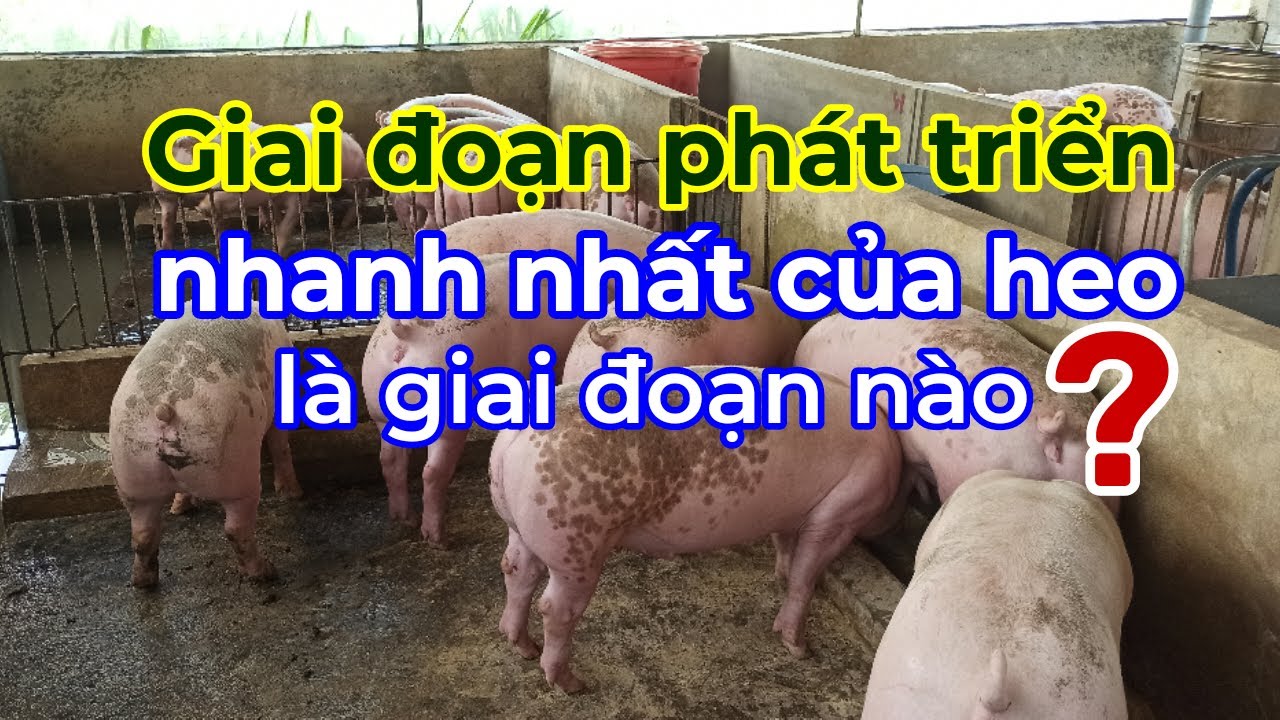 Giai đoạn phát triển nhanh nhất của heo là giai đoạn nào?Chăn nuôi làm giàu ☎️0372225255