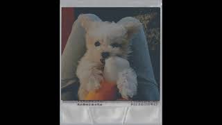 Mariposa - Peach Tree Rascals (cover by Hanif Andarevi) (read the description)