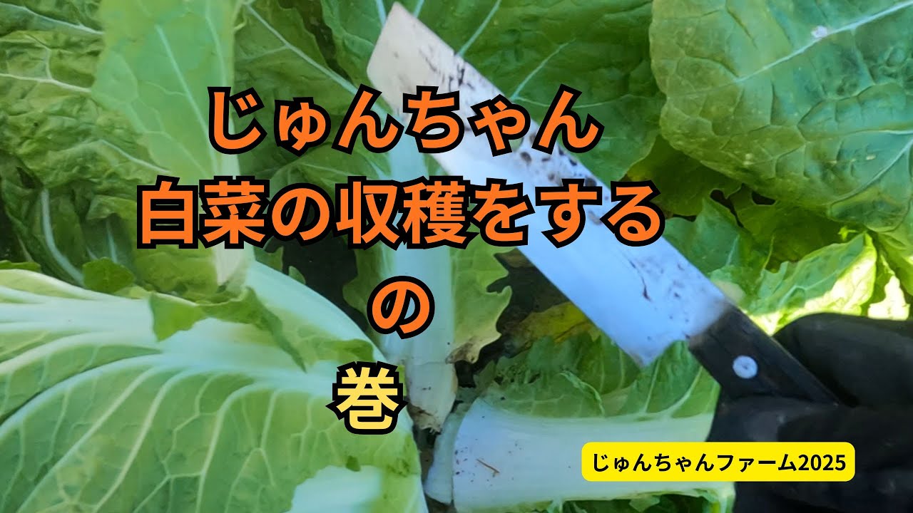 Jun-chan Harvesting Chinese Cabbage 2025 12 06 - YouTube