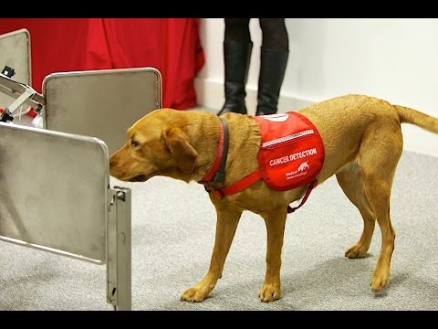 Video: Phát hiện ung thư chó
