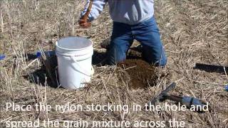 Wireworm Trapping