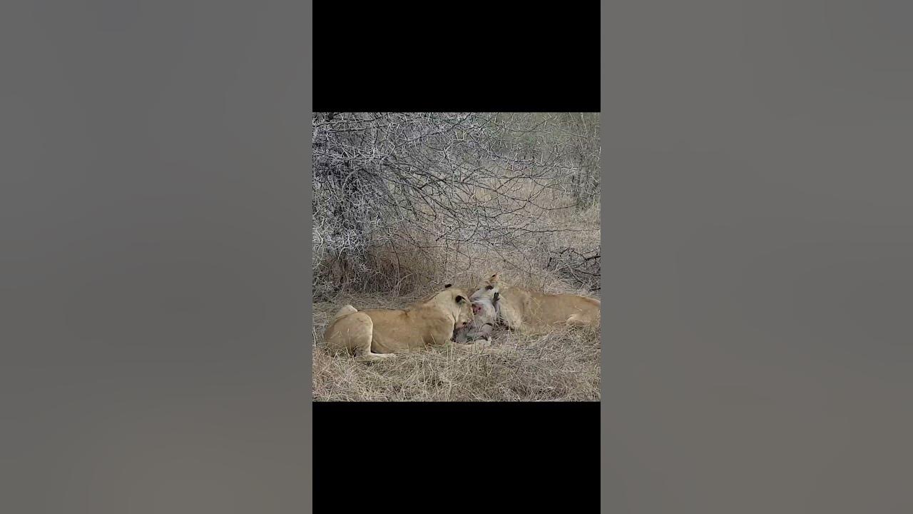 Lions Eat Warthog Alive - YouTube