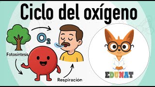OXYGEN CYCLE #oxygen #cycle #ecosystem
