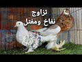 تزاوج حمام مفتل و نفاخ العشق الممنوع