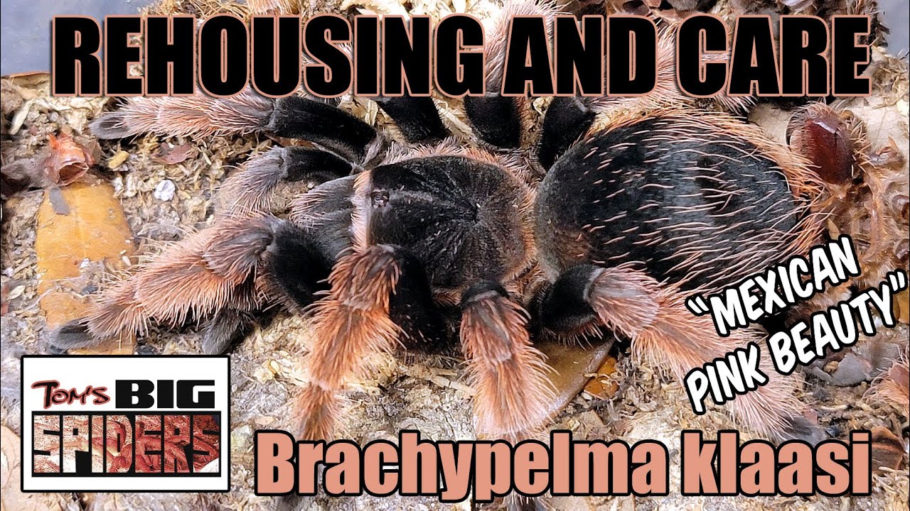 Brachypelma klaasi "Mexican Pink Beauty" Rehouse and Care - YouTube
