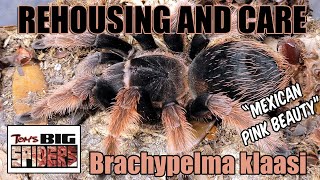 Brachypelma klaasi "Mexican Pink Beauty" Rehouse and Care