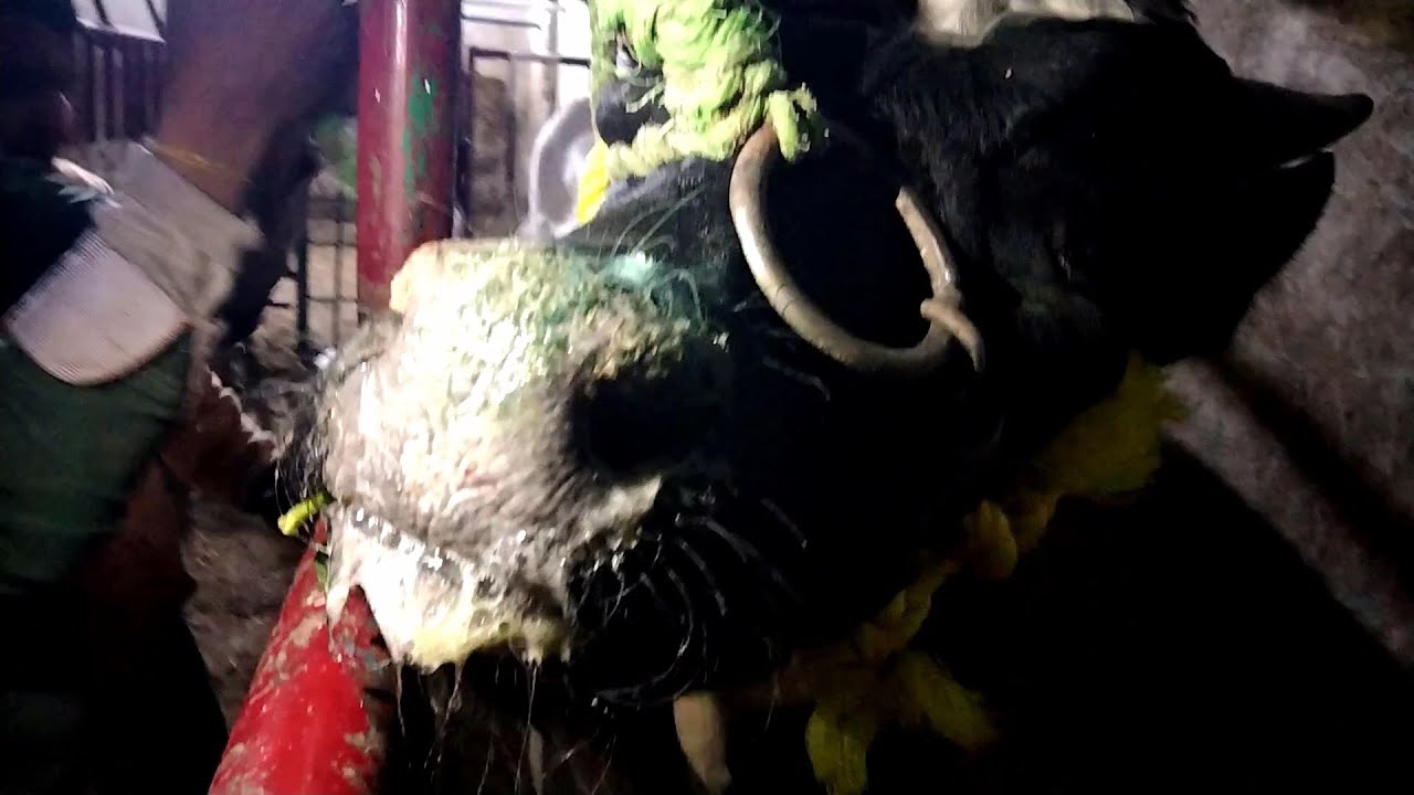 الحمي القلاعية من الألف إلى  الياء