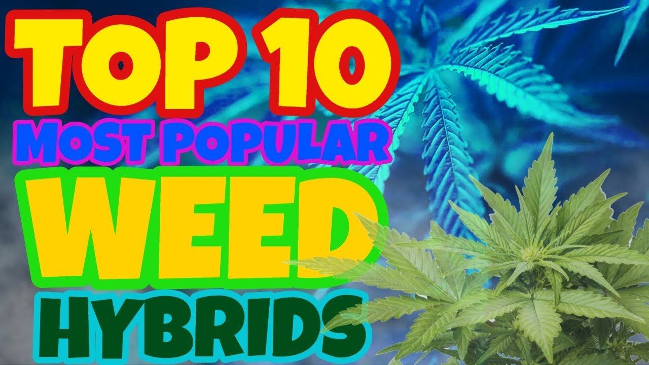 TOP TEN MOST POPULAR WEED HYBRIDS (2019)