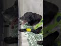 Horrid Human Abandons Elderly Dog At Tracks, Found Crying, Shivering Alone In The Cold [STORY BELOW]