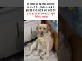 ye bt mujh परेशान कर रही🥲#trending #popular #labrador #shorts#ytshorts #funny #comedy #viral