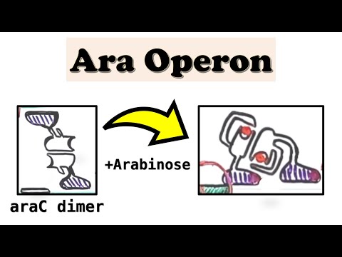 Arabinose (Ara) Operon - araC and DNA looping (deep-dive video)
