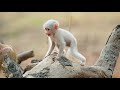 Nature's Best Dads | Dingoes, Cassowaries and Baboons | Love Nature