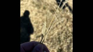 episode 010: Foxtail and Thyme