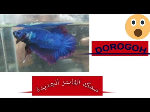 ثلاث نصائح مهمه لتربيه سمك الفايتر  