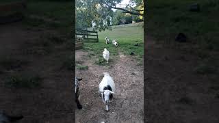 miniature silky fainting goats in slow motion