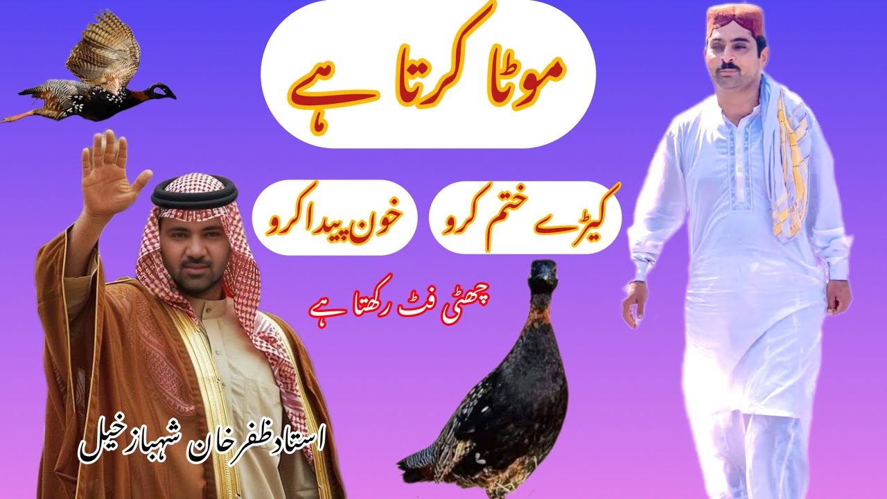 تیتر کے کیڑے کیسے ختم کریں // تیتر کو موٹا کیسے کریں// کیڑوں کی پہچان کیس کریں