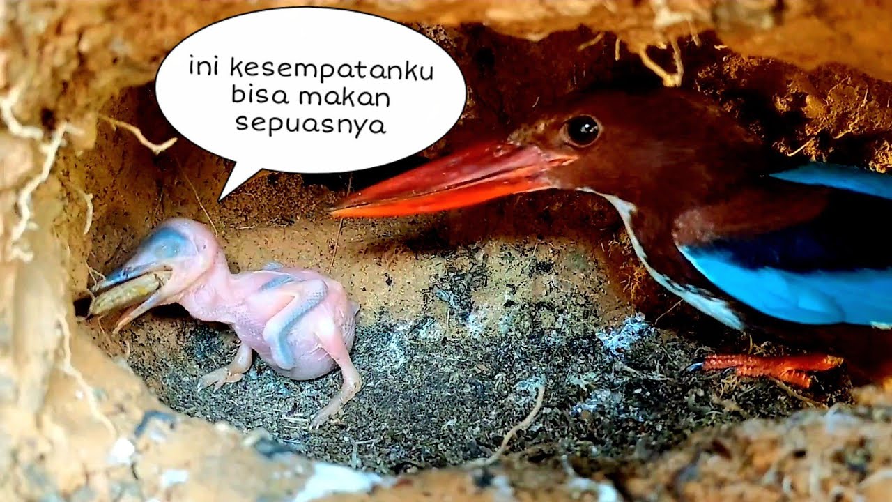 KEBERUNTUNGAN BUAT SI KECIL BISA MAKAN KENYANG