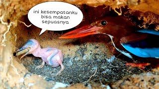Download Lagu KEBERUNTUNGAN BUAT SI KECIL BISA MAKAN KENYANG#anakburungtengkekpredator MP3