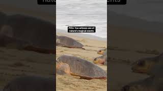 Scores of sea turtles coming ashore at once is a rare phenomenon called arribada. #seaturtle