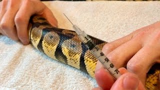 ROYAL PYTHON RESPIRATORY INFECTION TREATMENT