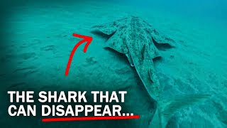 Caught on Camera - Rare and Strange Shark Sighting Surprised Divers - Official CR 2.0