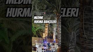 Medine Hurma bahçesi