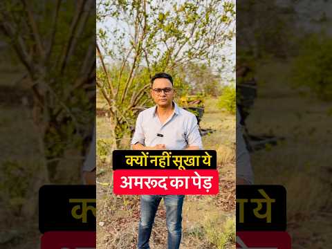 क्यों नहीं सूखा ये अमरूद का पेड़?