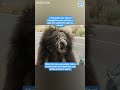 This tiny bear suffered horrific abuse on the streets