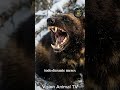 18 kilos vs un oso grizzly — y gana el de 18 kilos