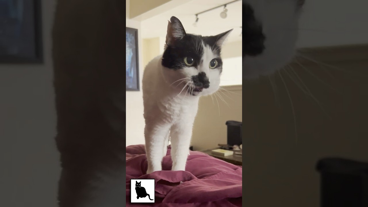 MEOW and Purr with Sam Sam on #caturday