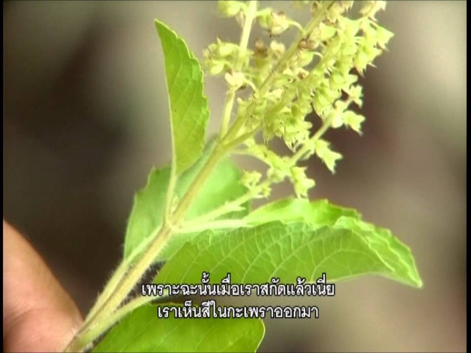 เภสัชเวท - การสกัดสารสำคัญจากสมุนไพร | การสกัดสีจากพืช - Webgiasi.vn ... เภสัชเวท - การสกัดสารสำคัญจากสมุนไพร | การสกัดสีจากพืช - Webgiasi.Vn ...