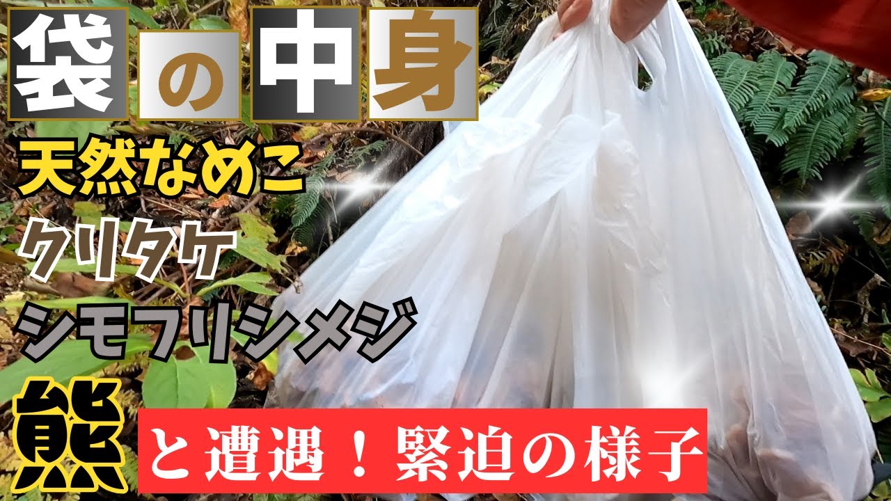 熊と遭遇してテンション下がったけど様々な晩秋のキノコが採れました！