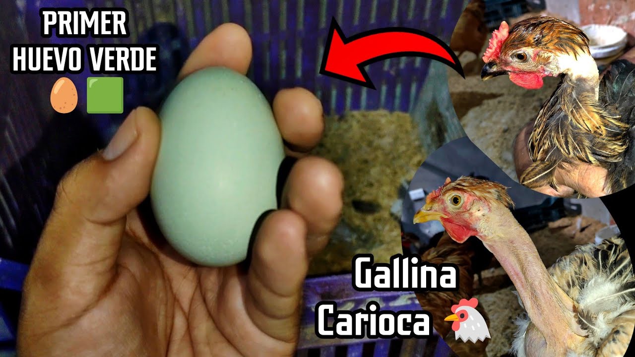 Huevos de color verde! 🥚🟩 Cariocas inician postura 🐔🥇