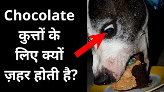 Dogs ke liye chocolate kyun zehar hoti hai? Most amazing facts in Hindi