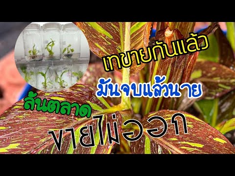 ผลสลากกินแบ่งรัฐบาล วันที่ 1 พย. 2567