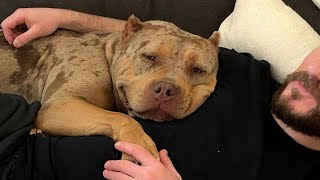 Nervous shelter dog is now the biggest lovebug