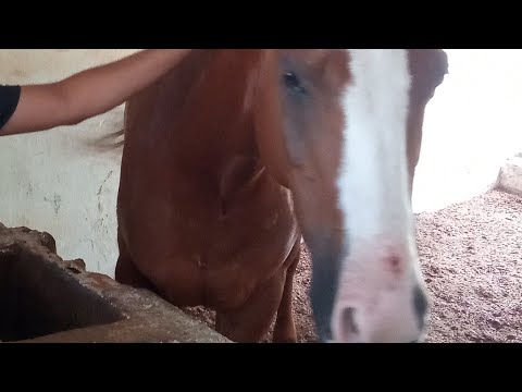Estreia da Risada KKKK (Parte 1)/Random shitposts