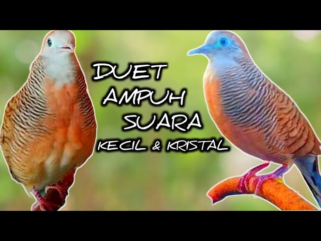 Perkutut Lokal Gacor Suara Kristal Topcer Banget Untuk Pancingan Perkutut Malas Bunyi (💯%AMPUH) class=