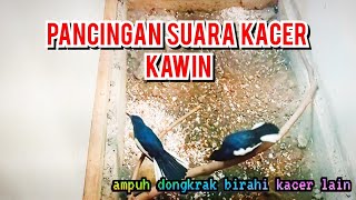 Suara kacer kawin dikandang ternak, Ampuh dongkrak birahi kacer jodohan baru